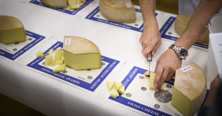 Un Gruyère AOP de Montbovon champion de l'édition 2021 des Swiss Cheese Awards - rts.ch