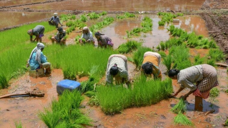 l'Afrique redoute une hausse du prix du riz