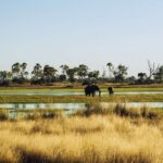 Au Botswana, un incroyable fleuve dans le désert