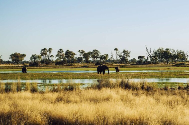 Au Botswana, un incroyable fleuve dans le désert