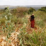 Au Kenya, des militants et groupes de pression agricoles dénoncent l’autorisation des OGM