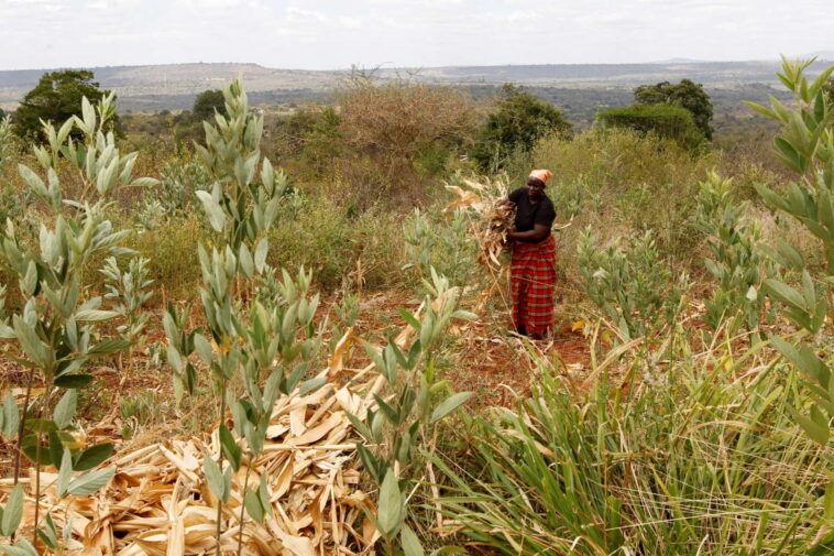 Au Kenya, des militants et groupes de pression agricoles dénoncent l’autorisation des OGM