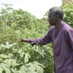 Au Sénégal, la bataille de la société civile contre les OGM est lancée