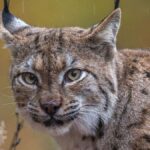Braconnage: Un lynx boréal est retrouvé mort par balle dans le Jura français