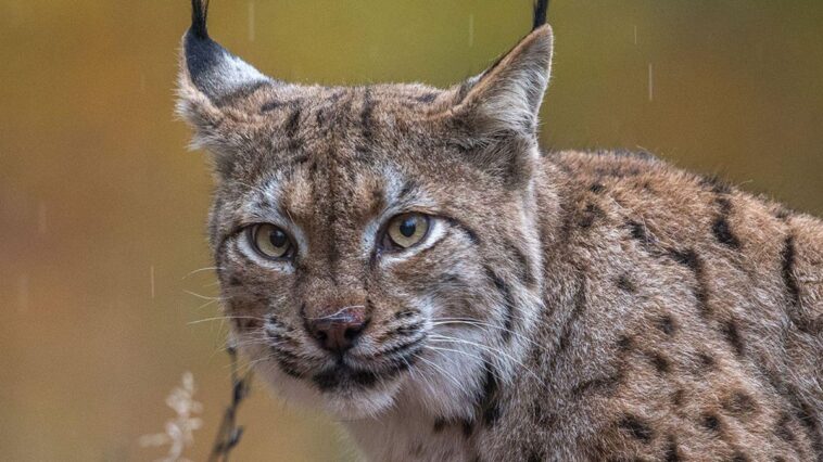 Braconnage: Un lynx boréal est retrouvé mort par balle dans le Jura français