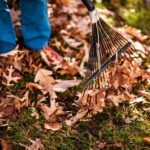 Excédé par les feuilles qui tombent dans son jardin, un octogénaire tire sur les arbres de sa voisine