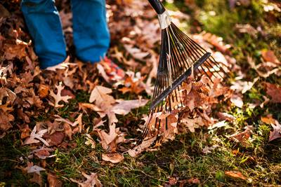 Excédé par les feuilles qui tombent dans son jardin, un octogénaire tire sur les arbres de sa voisine