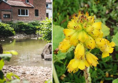 Exceptionnel: 130 plantes disparues (re)découvertes le long de la Vesdre après les inondations