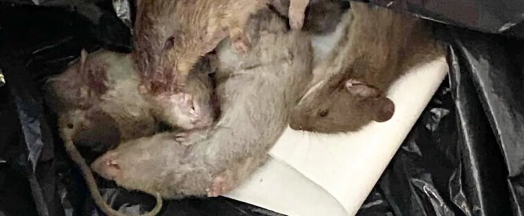 Infestations de rats et souris en forte croissance à Québec