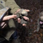 La truffe de Bourgogne menacée par le réchauffement climatique - rts.ch