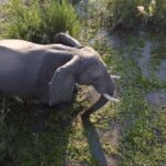 Les attaques meurtrières d'éléphants se multiplient au Zimbabwe