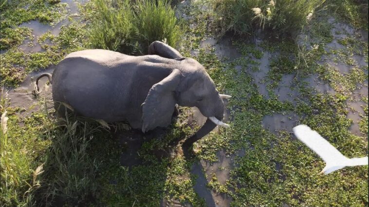 Les attaques meurtrières d'éléphants se multiplient au Zimbabwe