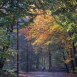 Les feuilles mortes tardent à tomber des arbres cette année