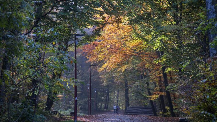 Les feuilles mortes tardent à tomber des arbres cette année