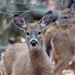 Longueuil pourra aller de l’avant avec l’abattage des cerfs