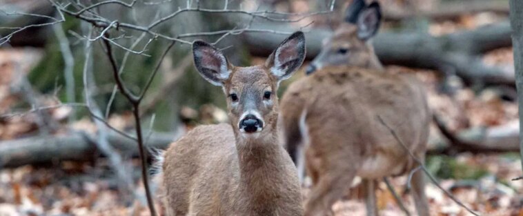 Longueuil pourra aller de l’avant avec l’abattage des cerfs