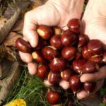 Marron ou châtaigne? Attention à bien faire la différence: l'un est comestible, l’autre toxique