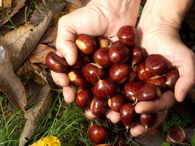 Marron ou châtaigne? Attention à bien faire la différence: l'un est comestible, l’autre toxique