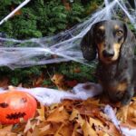 Nos amies les bêtes: Quelques conseils pour ne pas effrayer votre animal la nuit d’Halloween