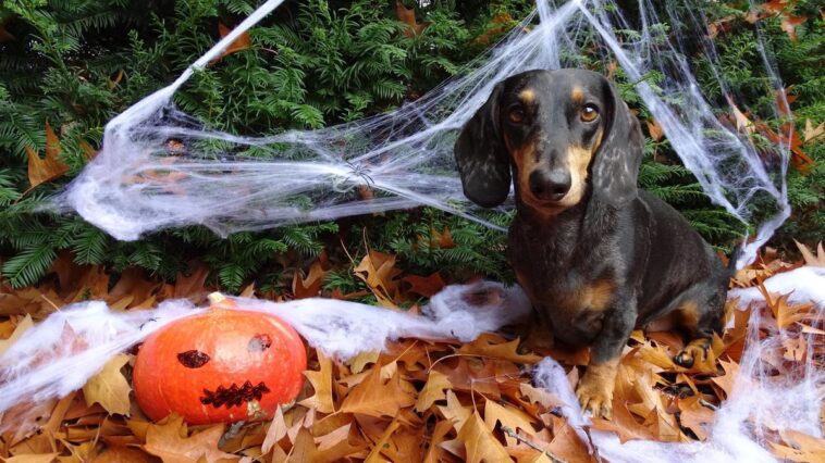 Nos amies les bêtes: Quelques conseils pour ne pas effrayer votre animal la nuit d’Halloween