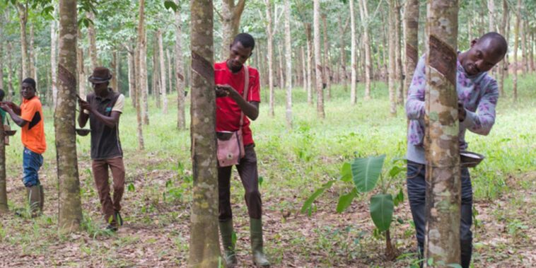 Olam Agri redouble d’ambition dans le coton et l’hévéa – Jeune Afrique
