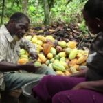 Production de cacao : la Côte d'Ivoire et le Ghana boycottent le sommet de Bruxelles