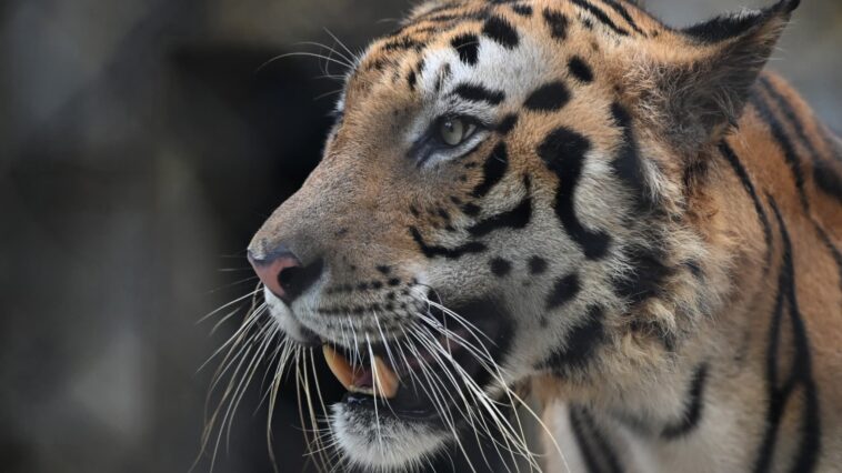 Un tigre capturé après avoir été accusé de la mort 13 personnes