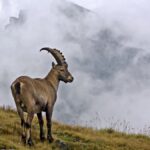 Une soixantaine de bouquetins abattus en Haute-Savoie