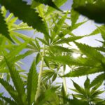 Yverdon-les-Bains (VD): Cinq ans à l’ombre pour avoir fait du trafic de cannabis son métier