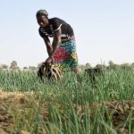 au Togo, les épouses de chefs font avancer la cause des femmes