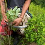 en Colombie, la culture de la coca atteint un niveau historiquement haut