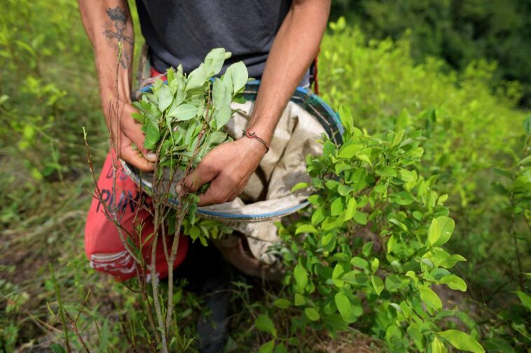 en Colombie, la culture de la coca atteint un niveau historiquement haut