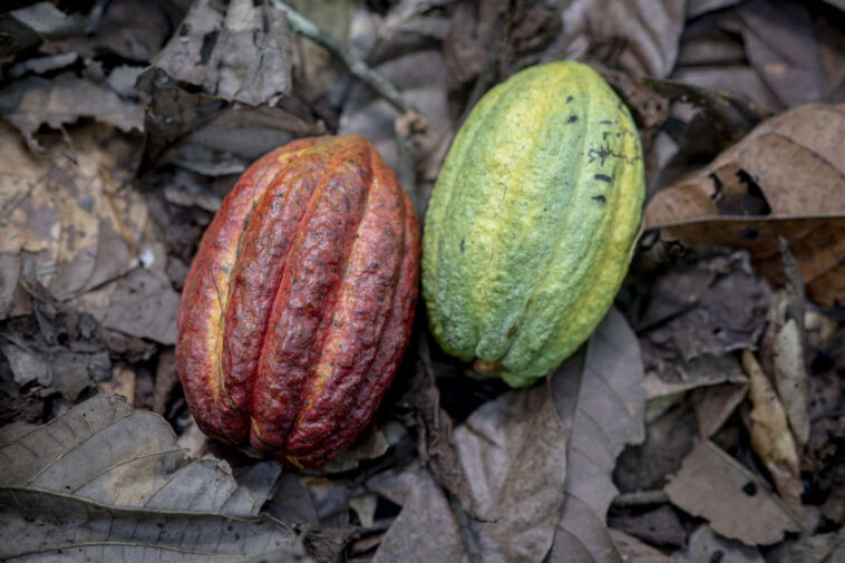 il va falloir mieux payer les producteurs pour avoir du chocolat certifié