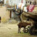 les « koutchis », charrettes tirées par des animaux, n’ont plus leur place à Casablanca