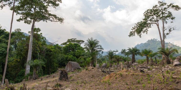 143 millions d’euros de la Banque mondiale pour lutter contre la déforestation – Jeune Afrique