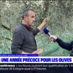 Alpes-Maritimes: une "demi-récolte" pour les olives cette année