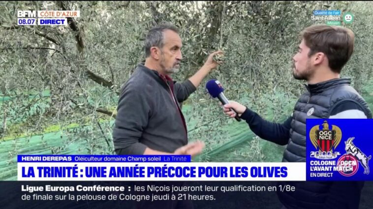 Alpes-Maritimes: une "demi-récolte" pour les olives cette année