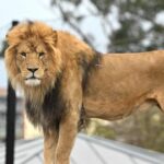 Australie: la fuite de cinq lions entraîne le verrouillage d'un zoo avant leur capture