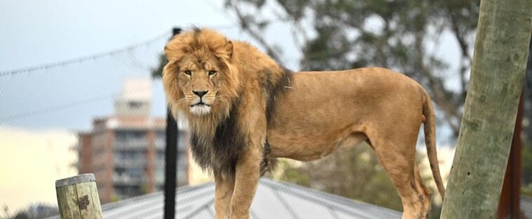 Australie: la fuite de cinq lions entraîne le verrouillage d'un zoo avant leur capture