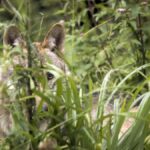 Broye : Le premier loup de plaine semble installé