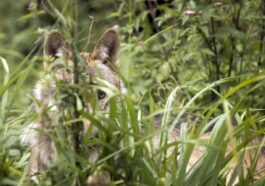 Broye : Le premier loup de plaine semble installé