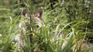 Broye : Le premier loup de plaine semble installé