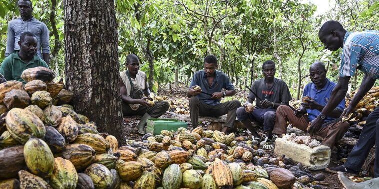 Cacao : l’ultimatum de l’alliance Côte d’Ivoire-Ghana à l’industrie du chocolat