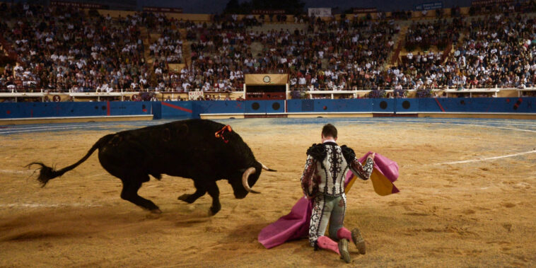 Corrida : une législation à deux cornes