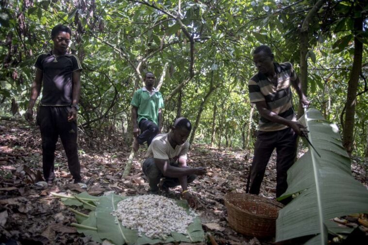 Côte d’Ivoire et Ghana haussent le ton face aux chocolatiers pour défendre les revenus des planteurs