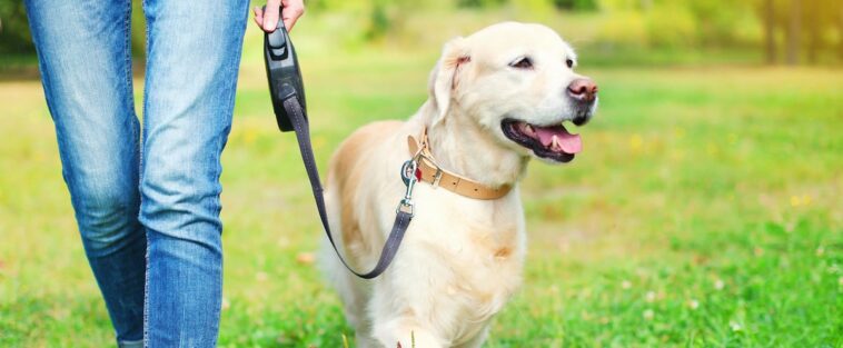 Des citoyens accusent Marchand d’avoir fermé leur parc canin sans motif valable