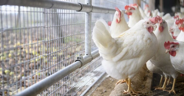 L'OSAV prend des mesures nationales pour prévenir la propagation de la grippe aviaire - rts.ch