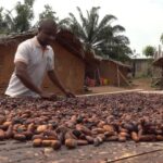 La Côte d’Ivoire et le Ghana à la rescousse des planteurs de cacao
