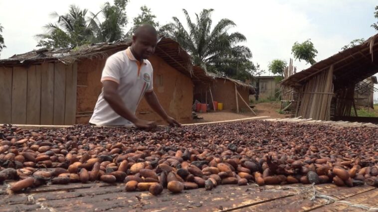 La Côte d’Ivoire et le Ghana à la rescousse des planteurs de cacao