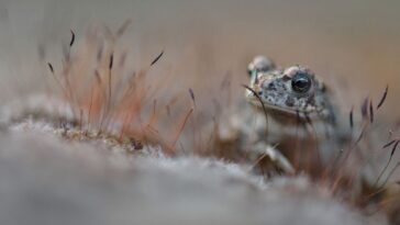 La Suisse est la lanterne rouge de l'Europe en matière de biodiversité - rts.ch